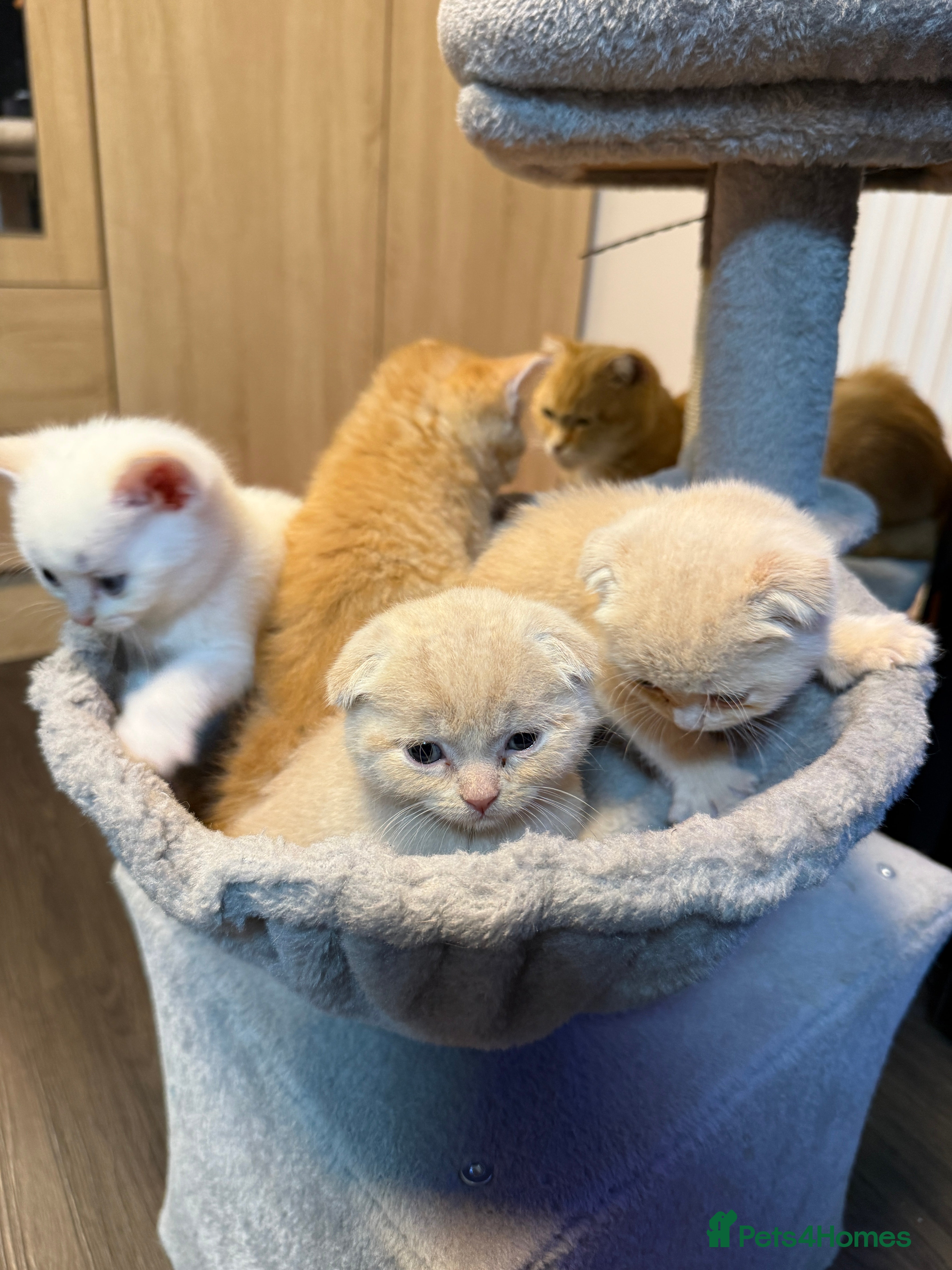 Scottish Fold cats 🩵Gorgeous Scottish Fold kittens 🩷 - Advert 2