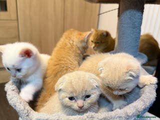 Scottish Fold cats 🩵Creamy Fold boy & white Straight girl left 🩷 - Advert 4