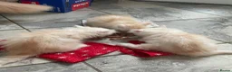 Persian cats for sale: Persian kittens in Rugby - Advert 36
