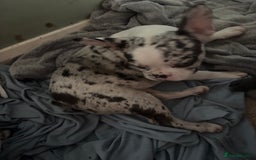 French Bulldog dogs for sale: French bull dogs  - Advert 2