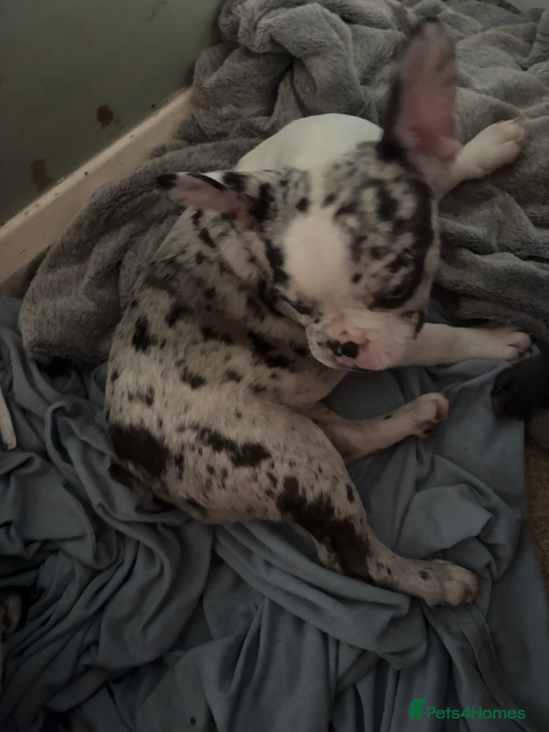 French Bulldog dogs for sale: French bull dogs  - Advert 2