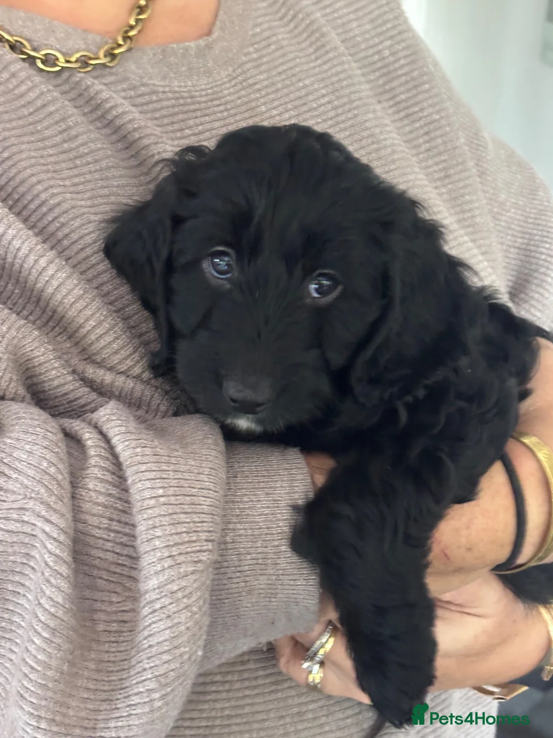 Cockapoo dogs for sale: Only one beautiful black boy available. - Advert 1