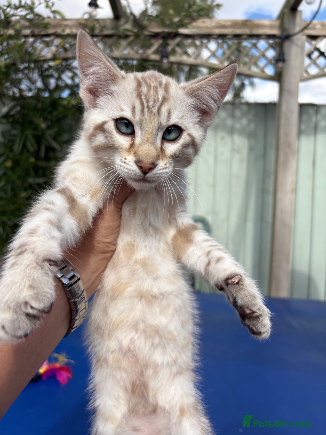 Savannah cats for sale: Superb snow leopard boys - Image 12
