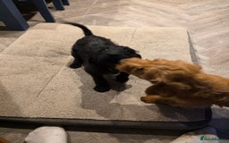 Labradoodle dogs for sale: F1 labradoodles - Image 10