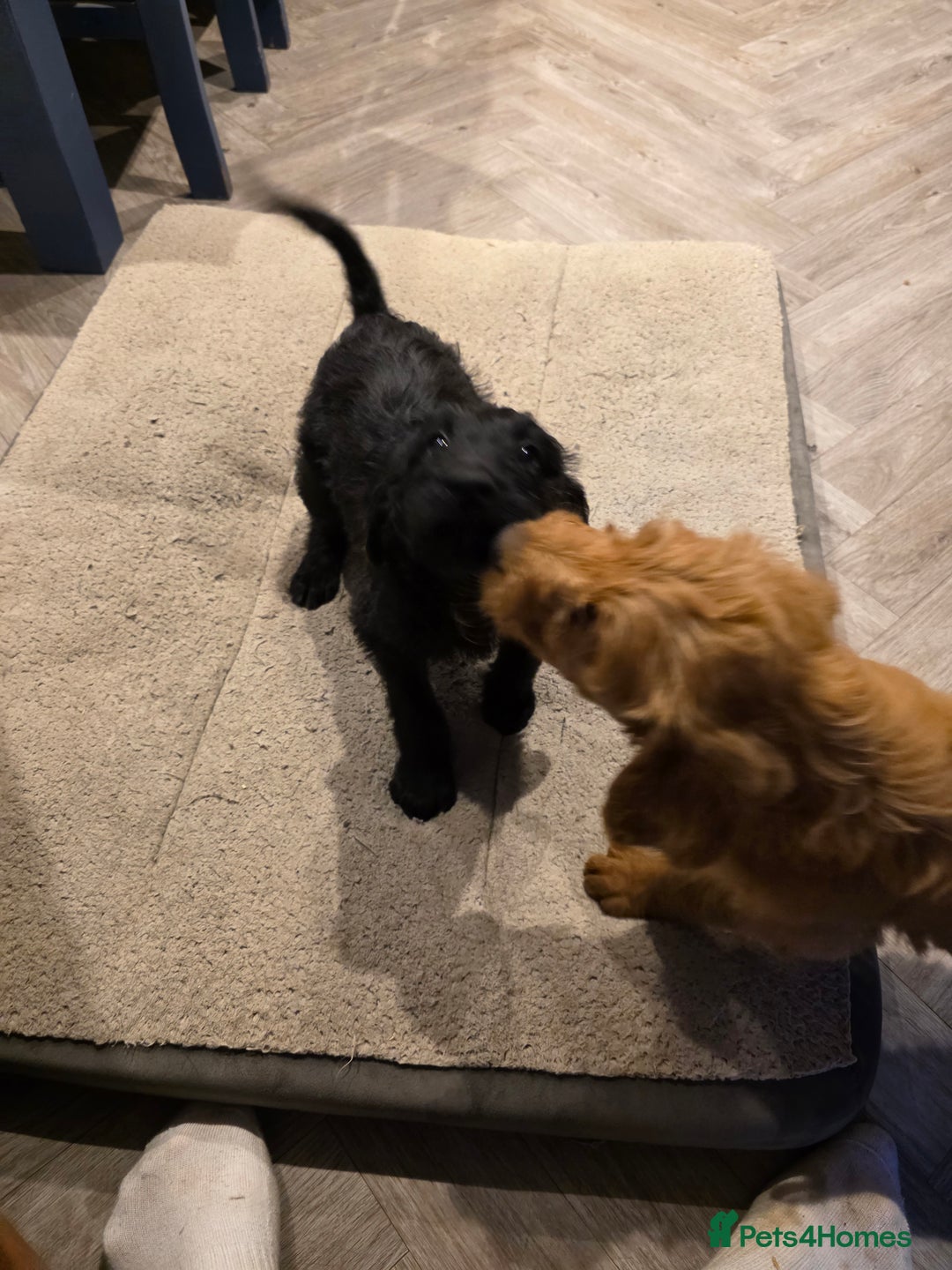 Labradoodle dogs for sale: F1 labradoodles - Image 10