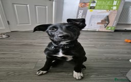 Border Collie dogs for sale: Skye the border collie - Image 1