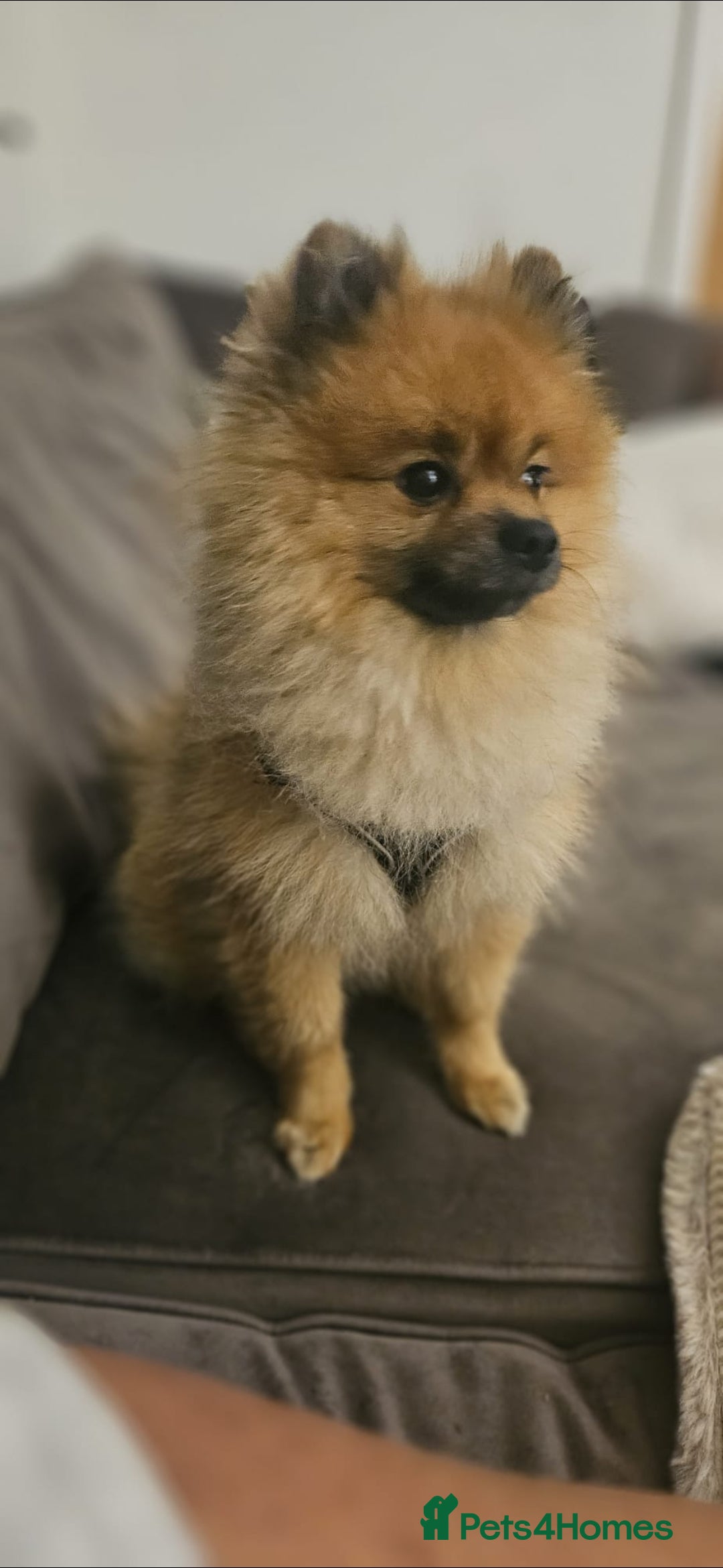 Pomeranian dogs for sale: 2 year old Pomeranian (Bambi) - Advert 4