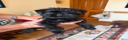 Affenpinscher dogs for sale: AFFENPINCHER PUPPIES - 2 beautiful male puppies in Castle Douglas - Advert 4