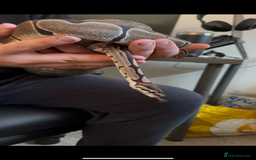 Python Snake reptiles for sale: Reggie the Loving Royal Python - 3 Years Old - Image 4