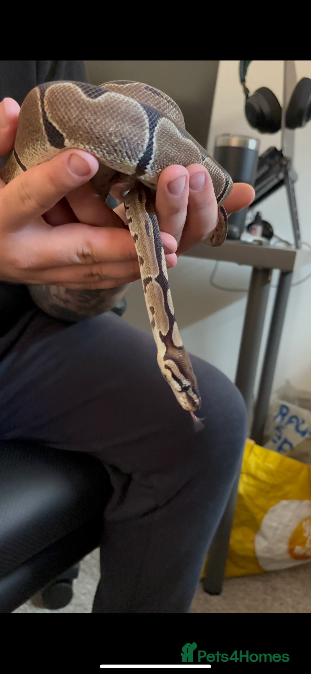 Python Snake reptiles for sale: Reggie the Loving Royal Python - 3 Years Old - Image 4