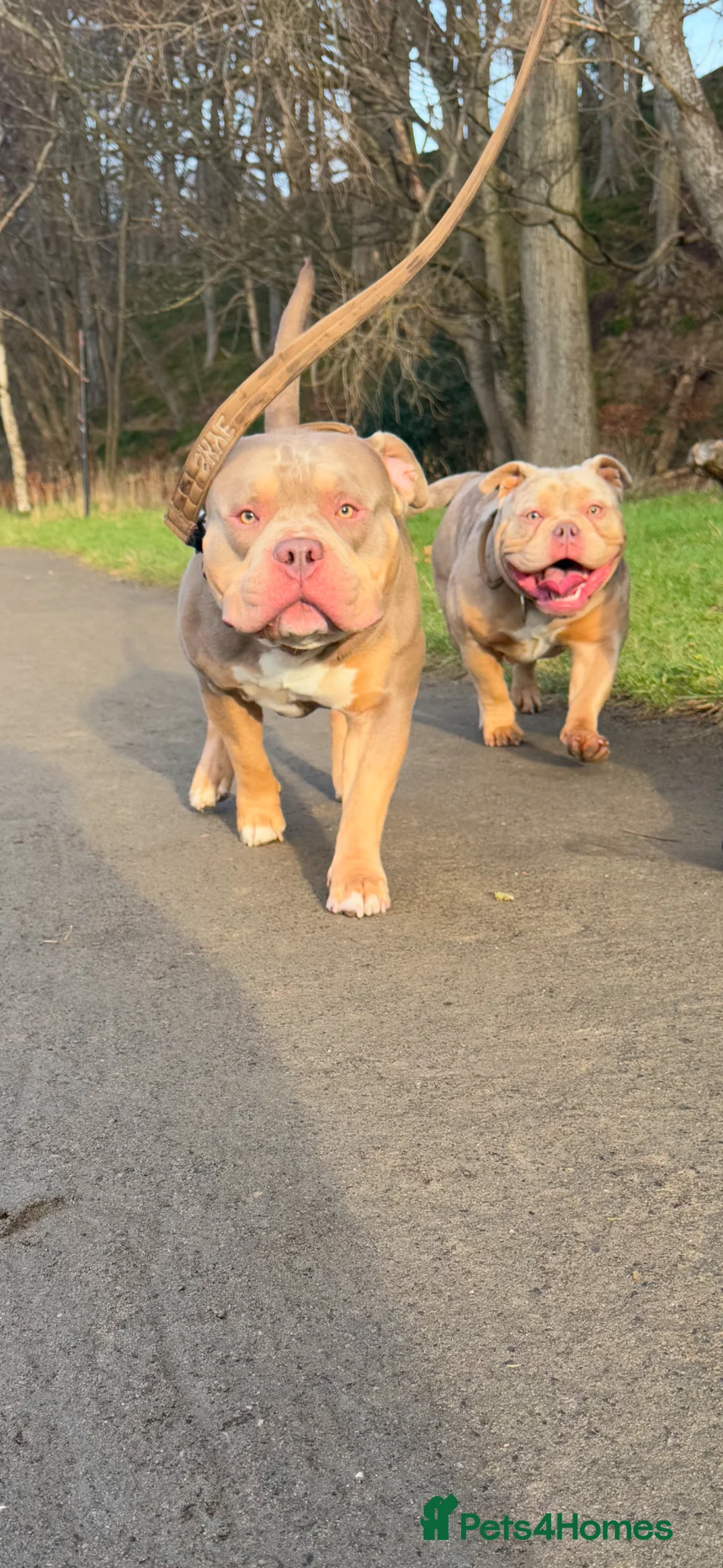 Mixed Breed dogs for sale: Male and female  - Advert 1