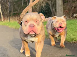 Mixed Breed dogs Male and female - Advert 2