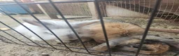 Mixed Breed rabbits for sale: Lop and lion lop half brothers - bonded. - Advert 1