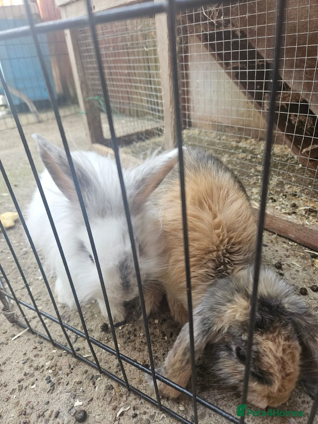Mixed Breed rabbits for sale: Lop and lion lop half brothers - bonded. - Advert 1