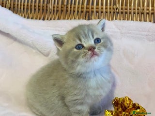 Scottish Fold cats 🧸😻CHAMPION LINE TICA ACTIVE SCOTTISH/BSH😻🧸 - Advert 6