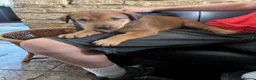 Mixed Breed dogs for sale: Dobermann  - Advert 4