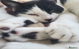 Domestic Shorthair cats for sale: Fluffy boy Oreo - Advert 5