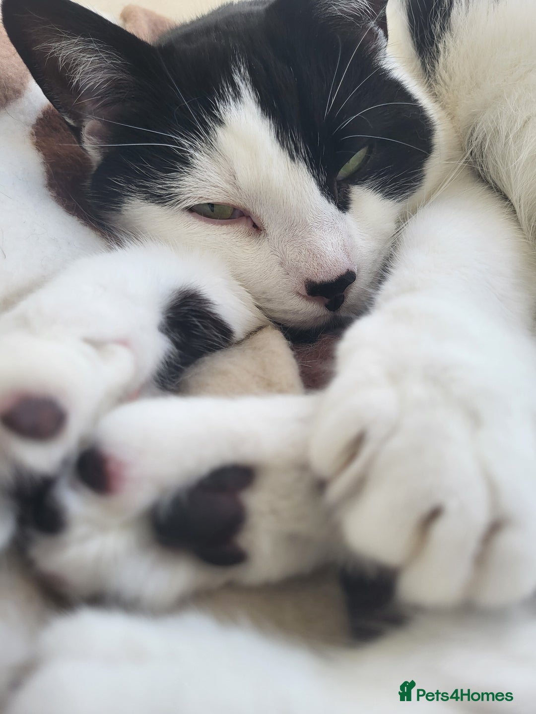 Domestic Shorthair cats for sale: Fluffy boy Oreo - Advert 5