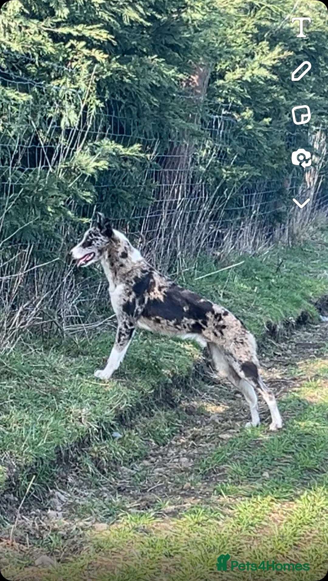 Mixed Breed dogs for sale: collie x greyhound  - Advert 2