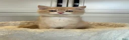 British Shorthair cats for sale: Lilac golden boy TICA reg  - Advert 9