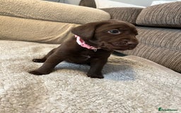 Labrador Retriever dogs for sale: Labrador puppies  - Image 35
