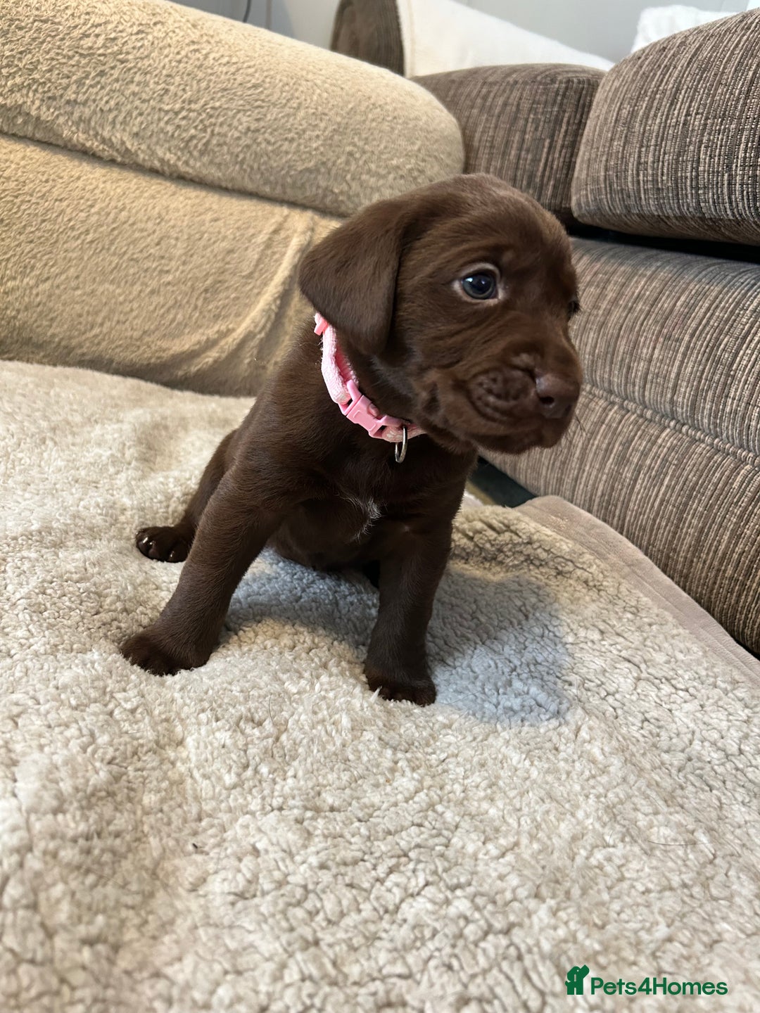 Labrador Retriever dogs for sale: Labrador puppies  - Image 35