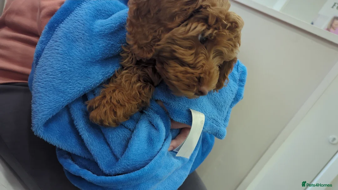 Cockapoo dogs for sale: Beautiful Cockerpoo girl  - Advert 2