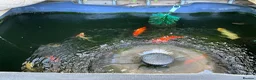 Goldfish fish for sale: Gold fish orfes and shubunkin in Paignton - Advert 2