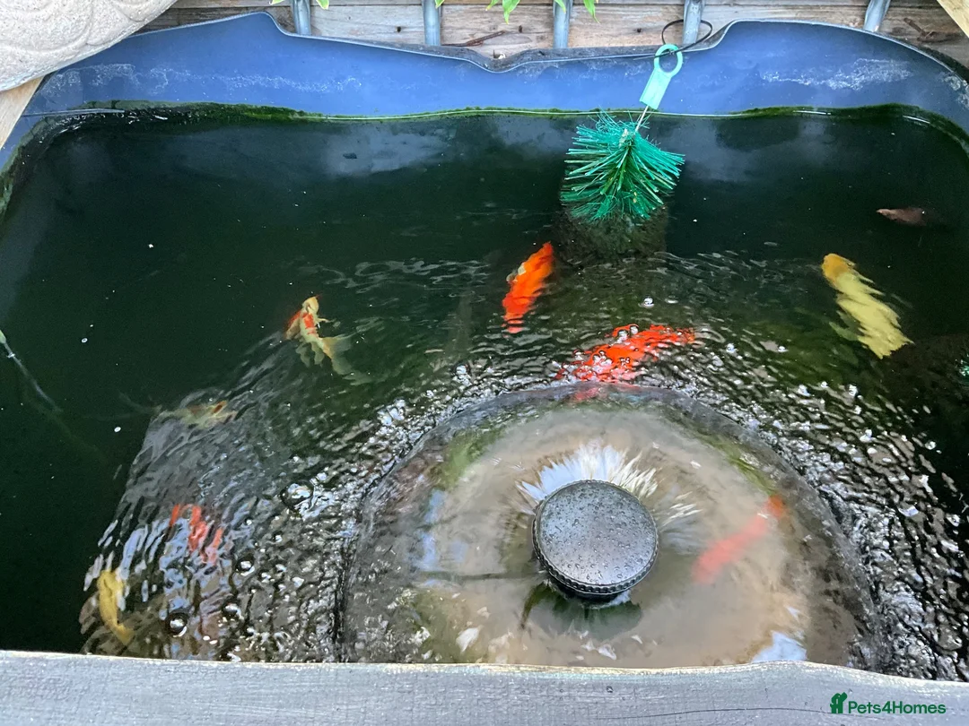 Goldfish fish for sale: Gold fish orfes and shubunkin in Paignton - Advert 2