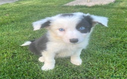 Border Collie dogs for sale: Border Collies READY NOW - Image 31