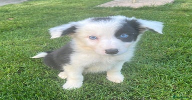 Border Collie dogs - Advert 4