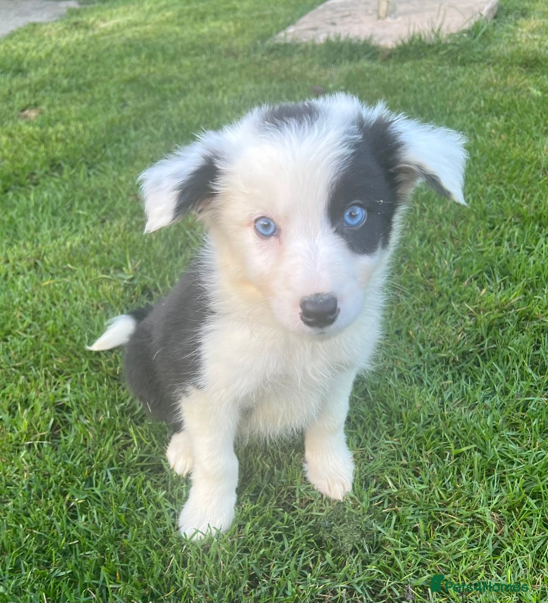 Border Collie dogs for sale: Border Collies READY NOW - Image 31