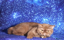 British Shorthair cats for sale: Retired Tica registered British shorthair females  - Image 11