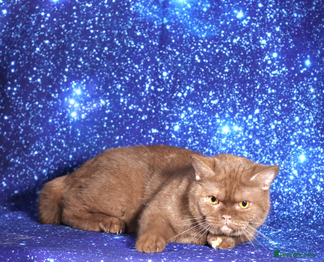 British Shorthair cats for sale: Retired Tica registered British shorthair females  - Image 11