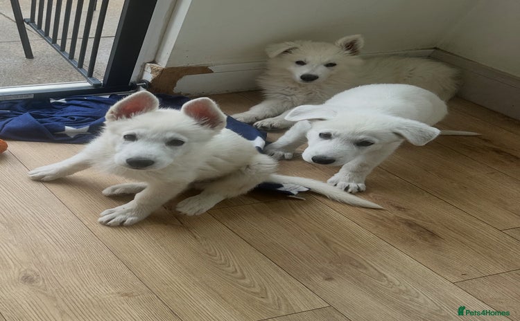 White Swiss Shepherd dogs in Warrington - Advert 1