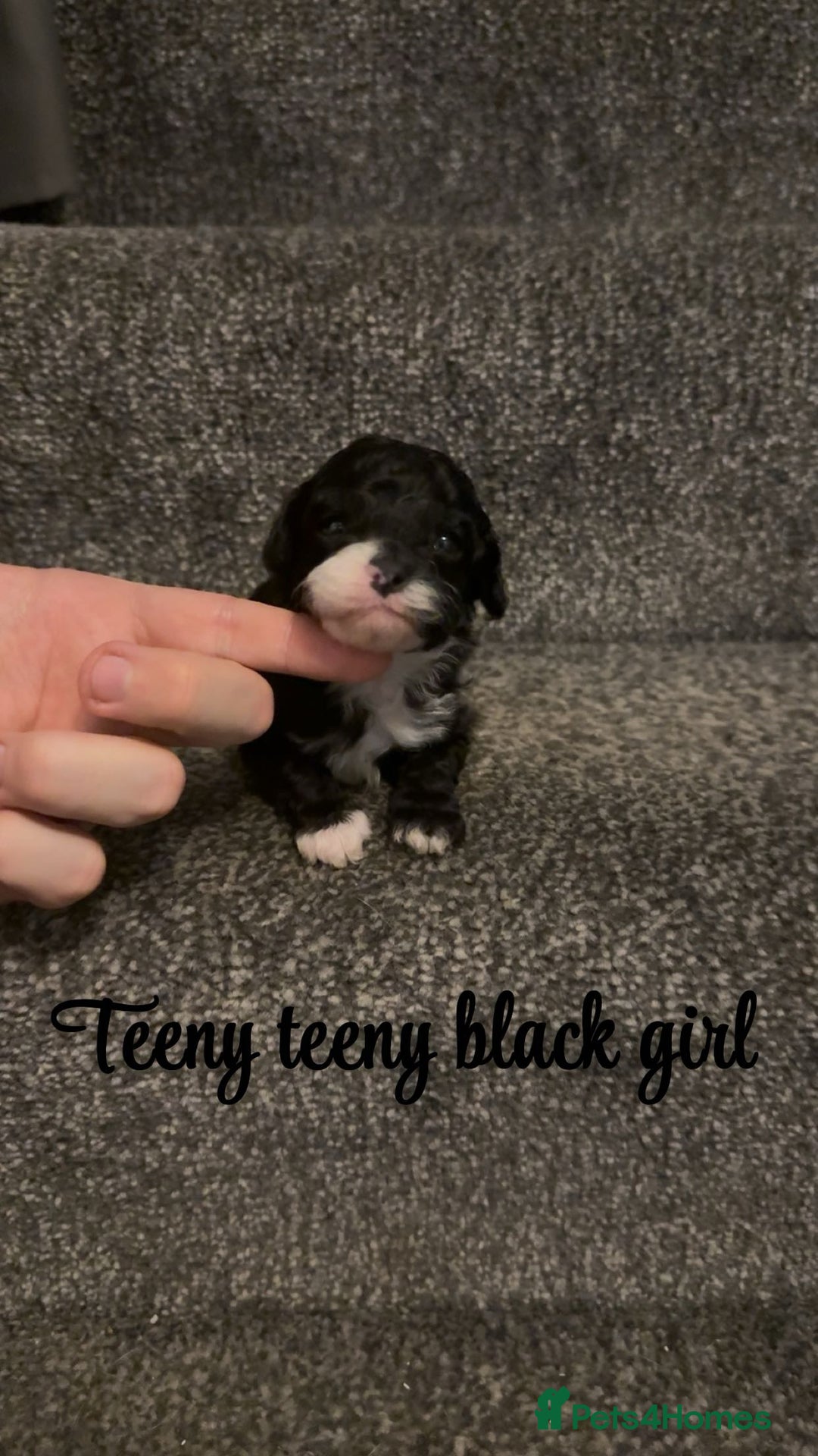 Cavapoo dogs for sale: Unusual true toy cavapoo  - Advert 7