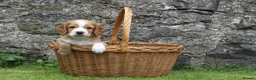Cocker Spaniel dogs for sale: KC registered Working Cocker bitch pups - Advert 13