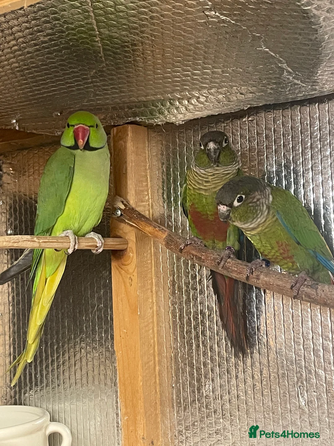 Ringnecks birds for sale: Adult male Indian ringneck - Advert 3