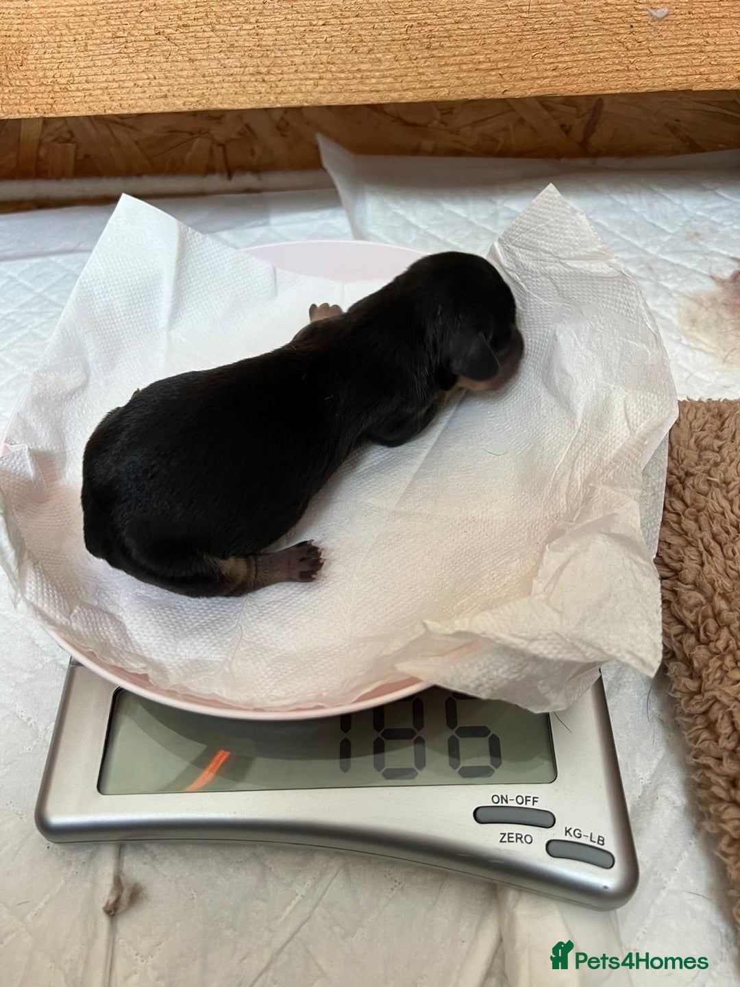 Mixed Breed dogs for sale: Miniature Dachshund X Frenchie. - Advert 3