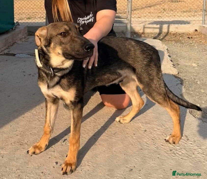 Mixed Breed dogs 💛 DIOR IS READY TO FIND HIS FOREVER FAMILY💛 - Advert 2