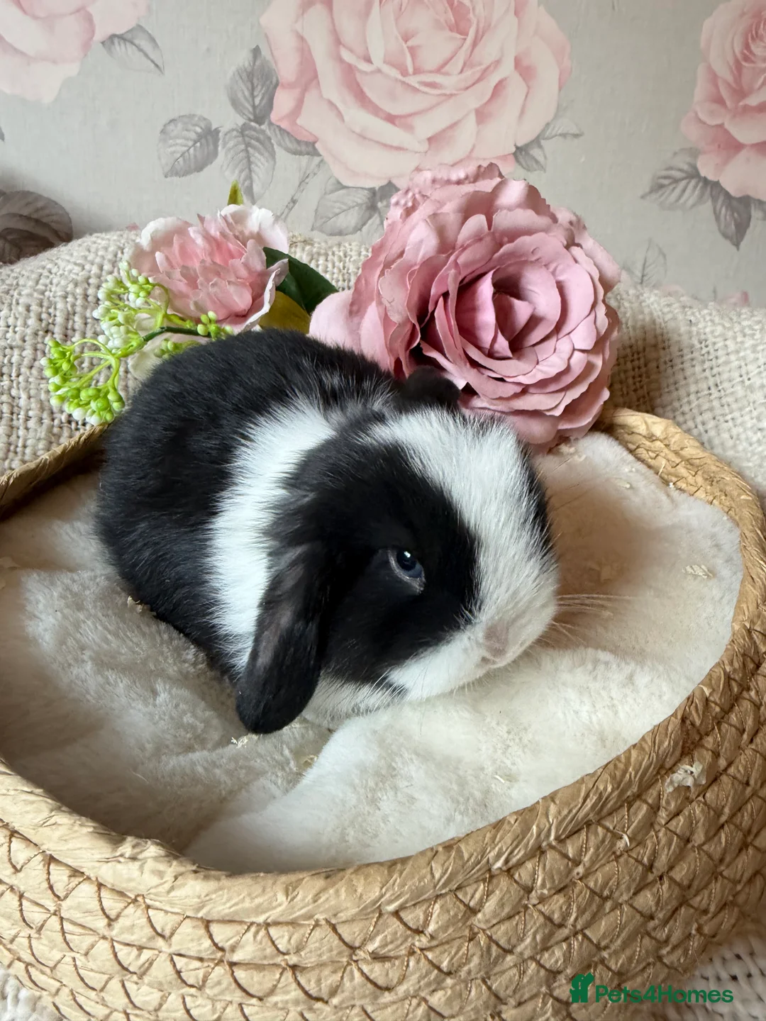 Mini Lop rabbits for sale: Mini lops - Advert 7