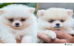 Pomeranian dogs for sale: KC Pomeranian puppies (Korean lines) - Image 1