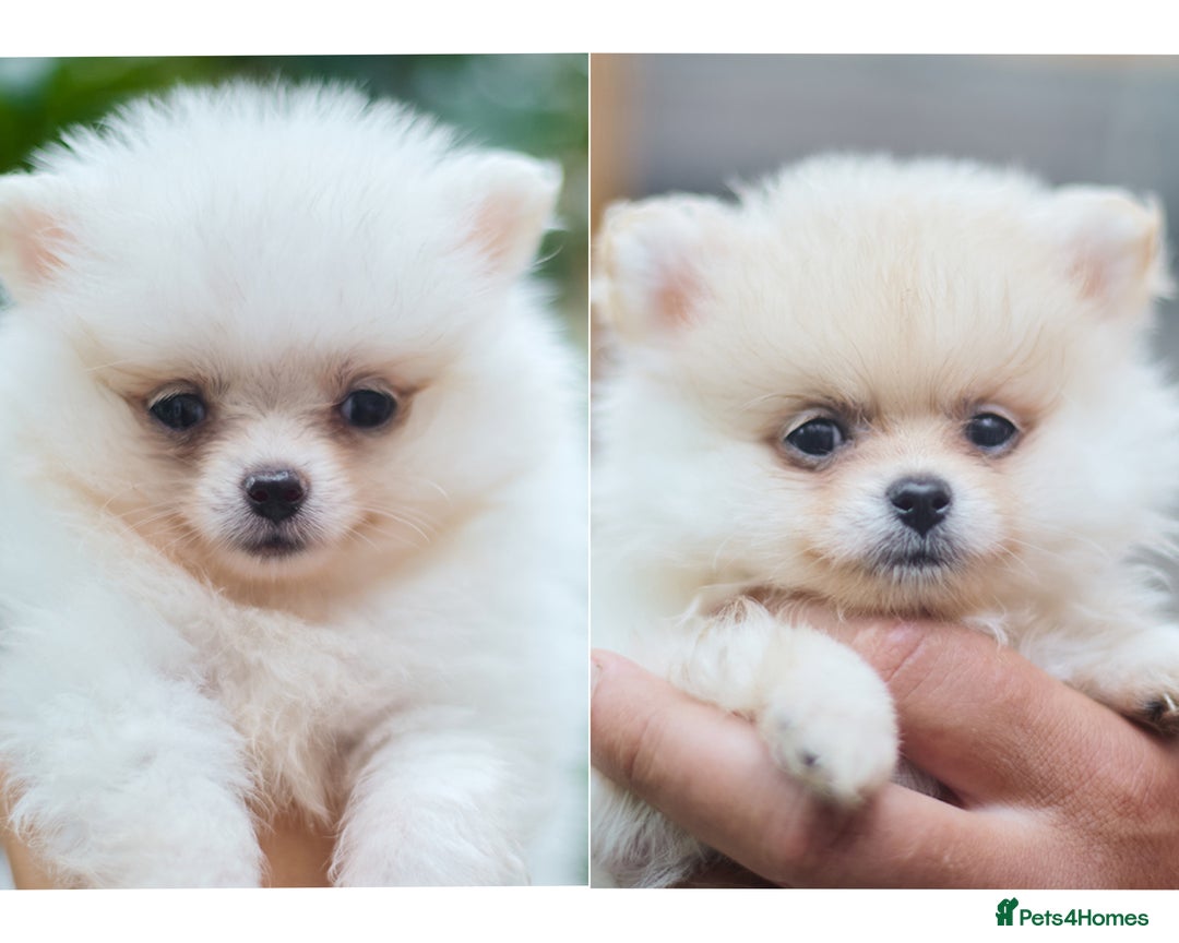 Pomeranian dogs for sale: KC Pomeranian puppies (Korean lines) - Image 1