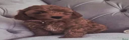 Cavapoo dogs for sale: F1B HEALTH TESTED RUBY CAVERPOOS  - Advert 7