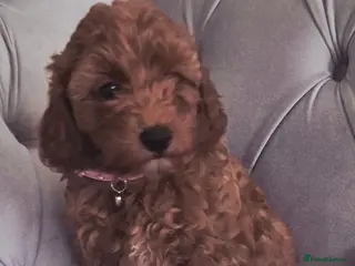Cavapoo dogs F1B HEALTH TESTED RUBY CAVERPOOS - Advert 10