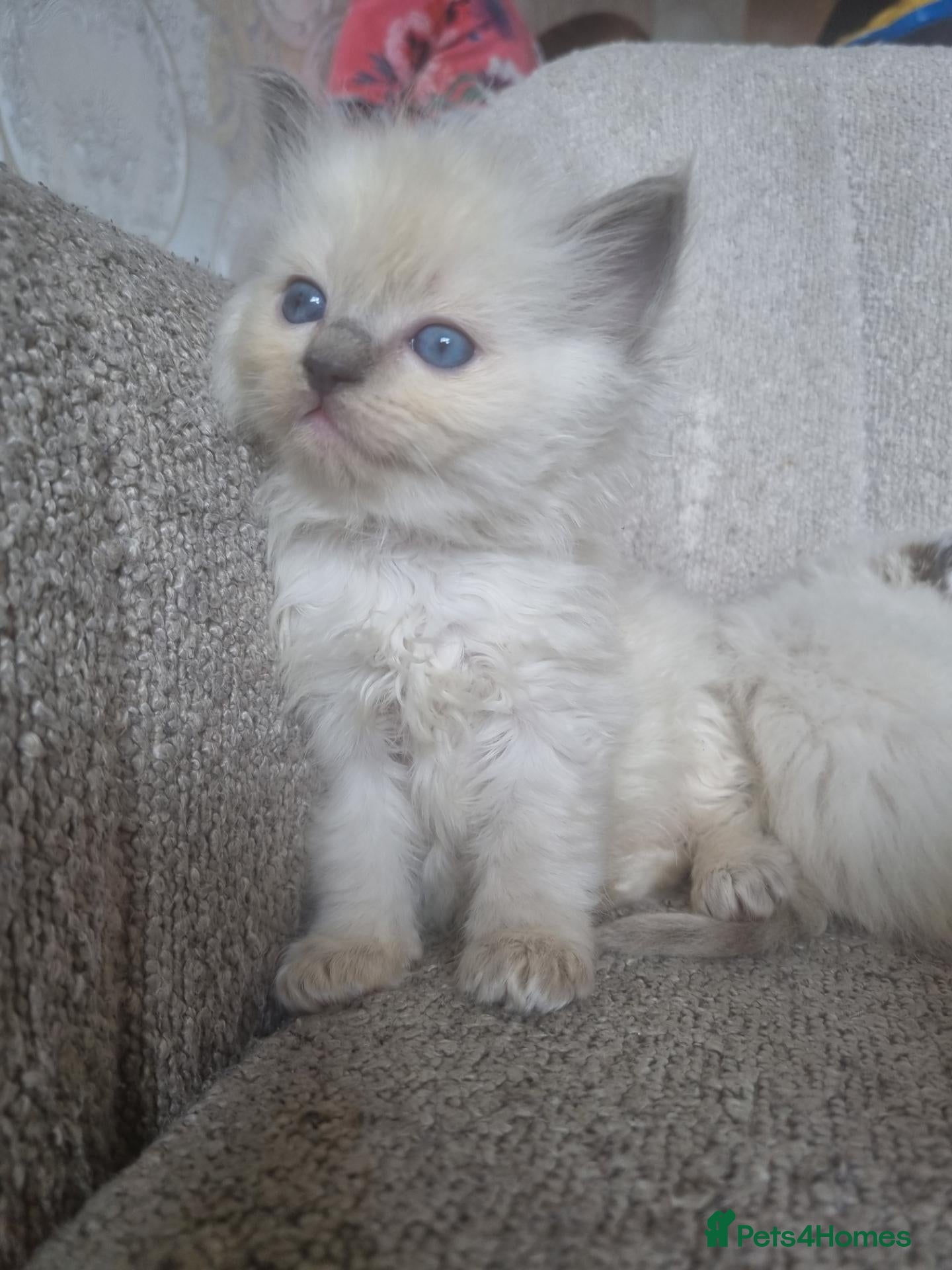 Ragdoll cats 3 left Health tested pure breed ragdoll kittens  - Advert 2