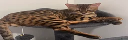 Bengal cats for sale: 2 pure bengals bond pair for sale  - Advert 4