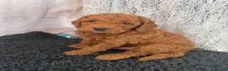 Cavapoo dogs for sale: Cavapoo F1B in Bristol - Advert 4