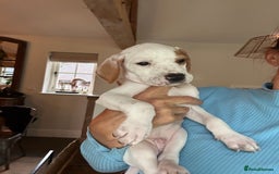 Pointer dogs for sale: KC reg Pointer Puppy - Image 21