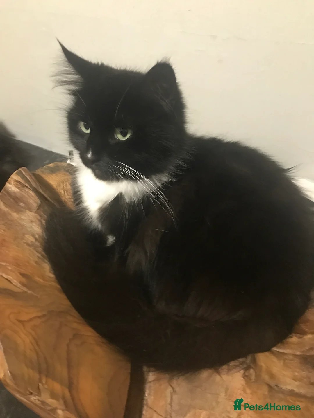 Mixed Breed cats for sale: Kittens - Advert 4